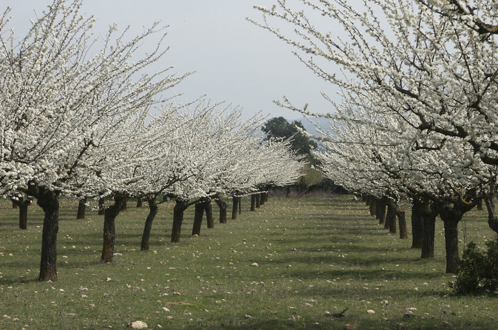 Almendros