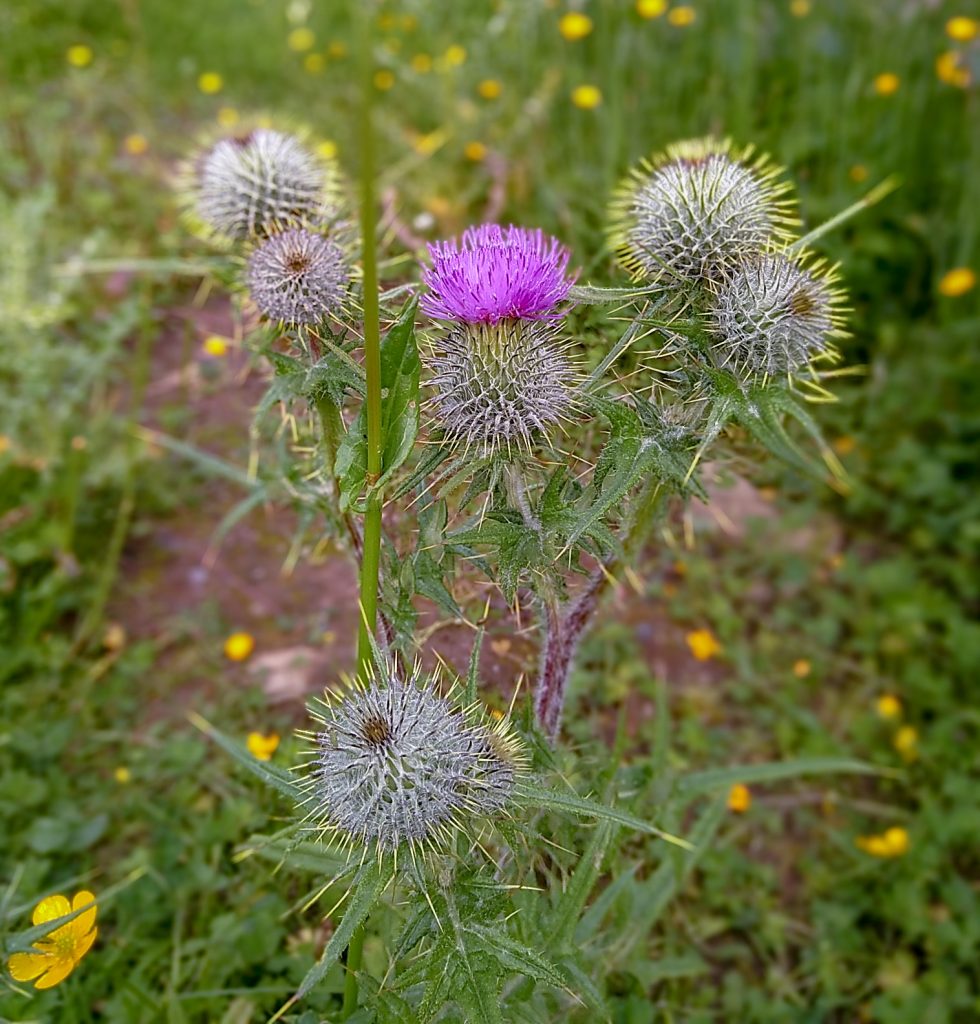 thistle