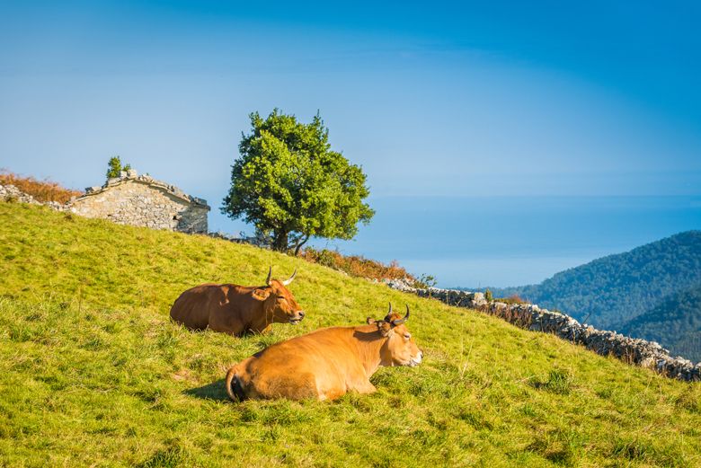 Braña con vacas 