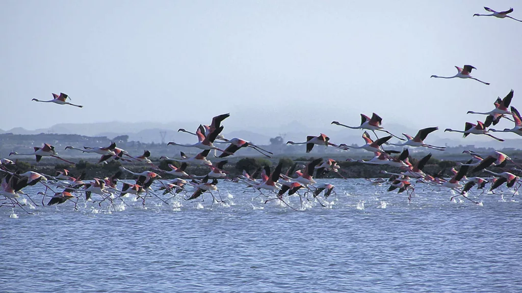 Reserva Natural de Las Salinas